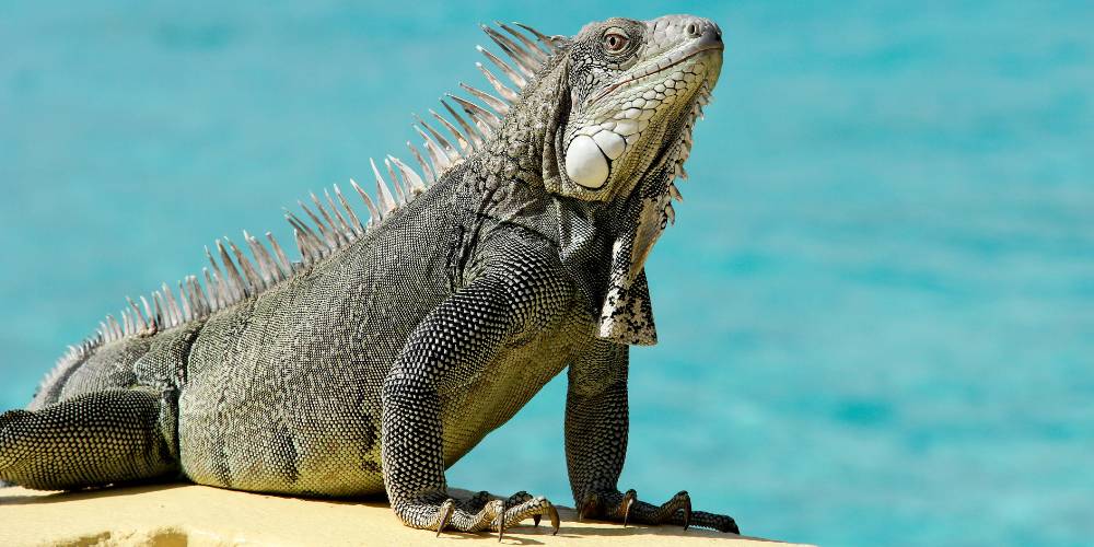 iguana island turks and caicos
