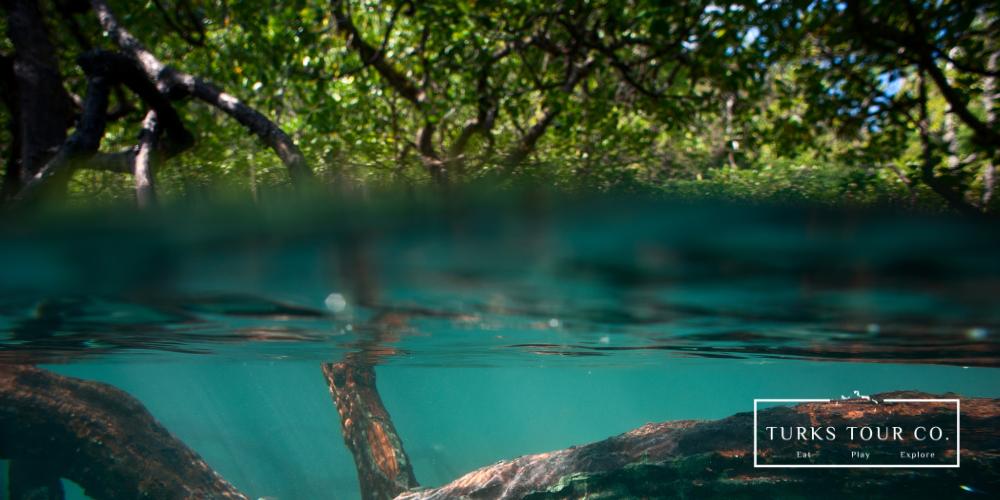 Mangrove Tour Turks and Caicos Providenciales