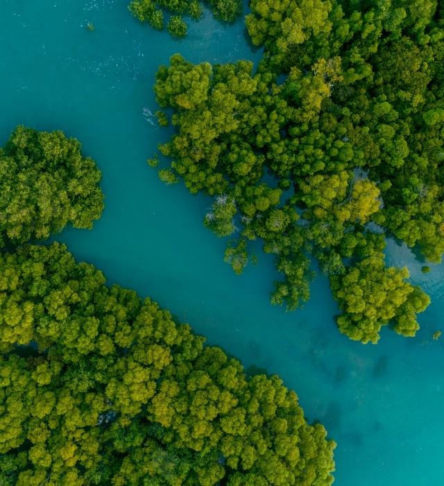 Mangrove Tours in Turks and Caicos